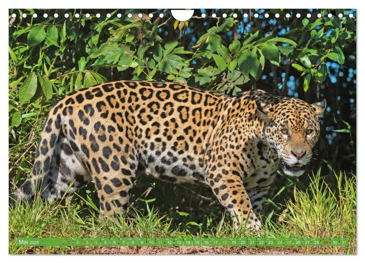 Bild: 9783435061273 | Raubkatzen: Geschmeidige Jäger (Wandkalender 2025 DIN A4 quer),...