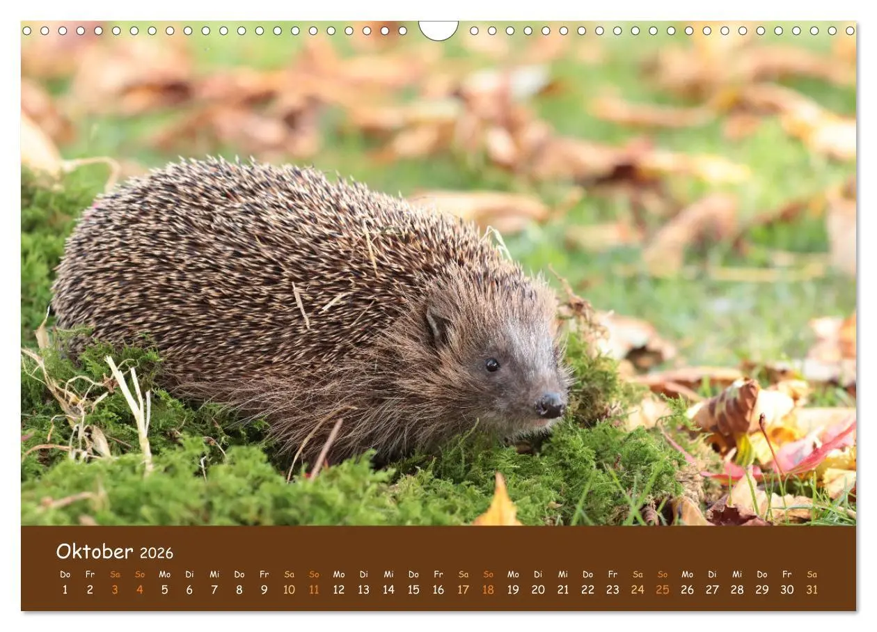 Bild: 9783457601273 | ES WIRD WILD Wildtiere von klein bis groß (Wandkalender 2026 DIN A3...