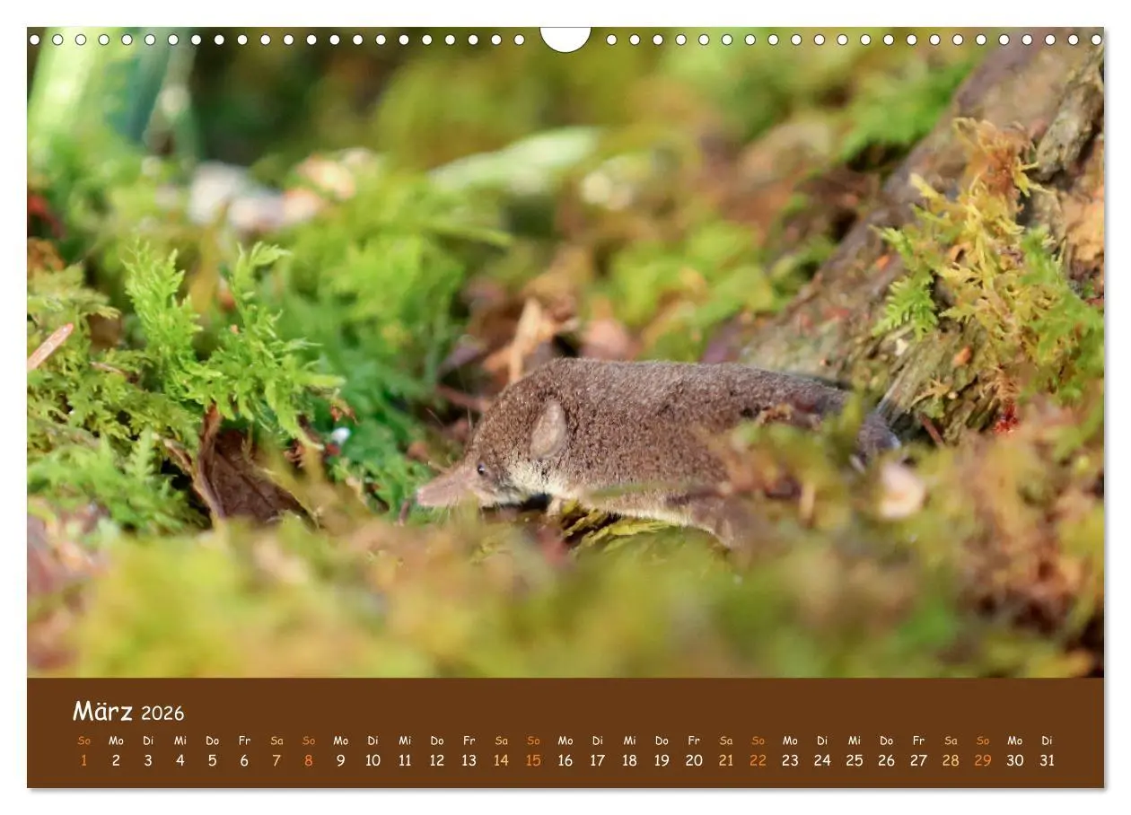 Bild: 9783457601273 | ES WIRD WILD Wildtiere von klein bis groß (Wandkalender 2026 DIN A3...