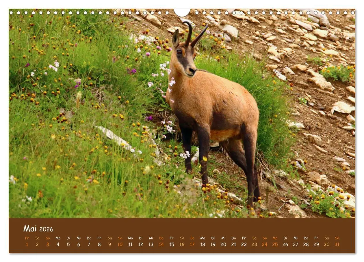 Bild: 9783457601273 | ES WIRD WILD Wildtiere von klein bis groß (Wandkalender 2026 DIN A3...