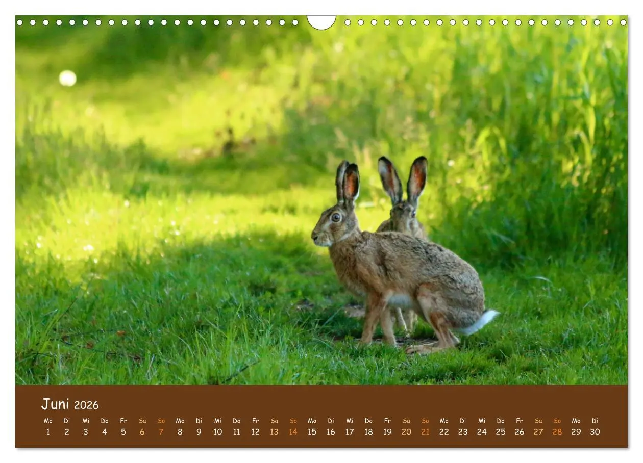 Bild: 9783457601273 | ES WIRD WILD Wildtiere von klein bis groß (Wandkalender 2026 DIN A3...