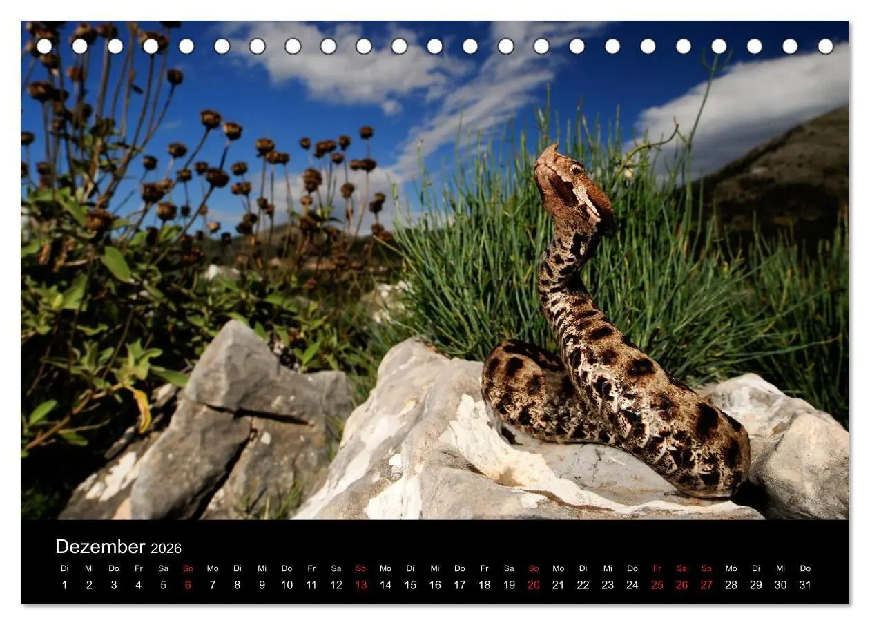 Bild: 9783516171273 | REPTILIEN (Tischkalender 2026 DIN A5 quer), CALVENDO Monatskalender