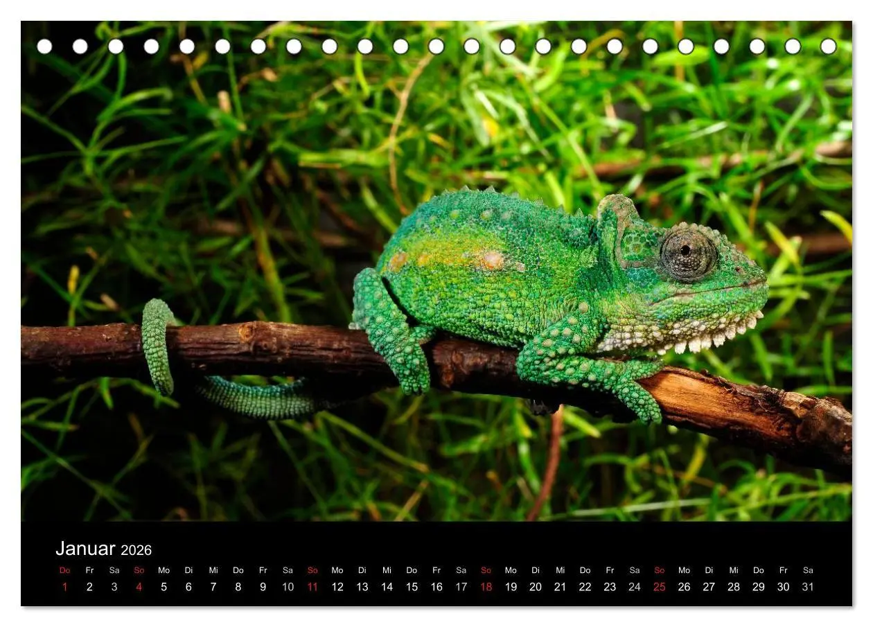 Bild: 9783516171273 | REPTILIEN (Tischkalender 2026 DIN A5 quer), CALVENDO Monatskalender