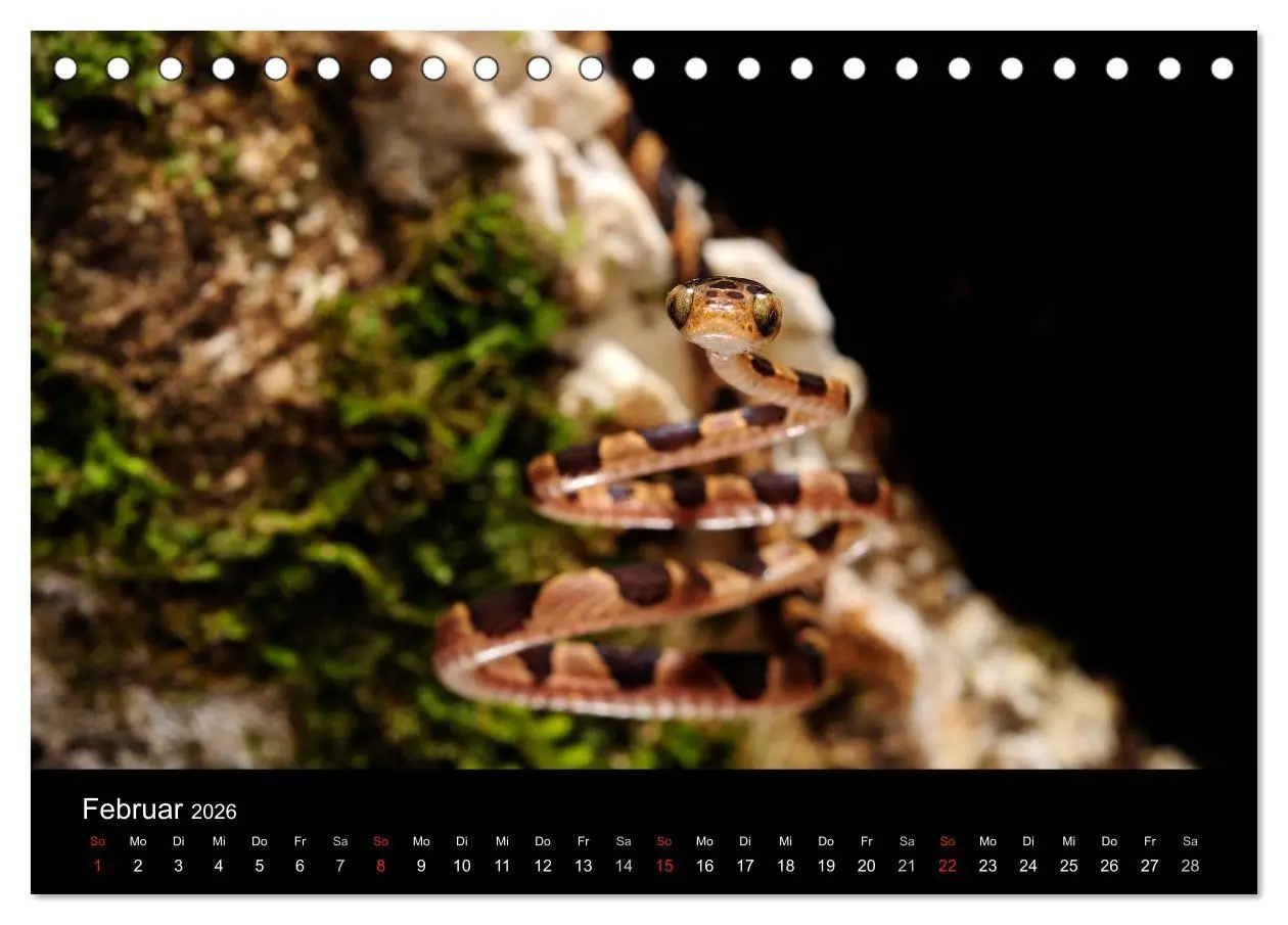 Bild: 9783516171273 | REPTILIEN (Tischkalender 2026 DIN A5 quer), CALVENDO Monatskalender