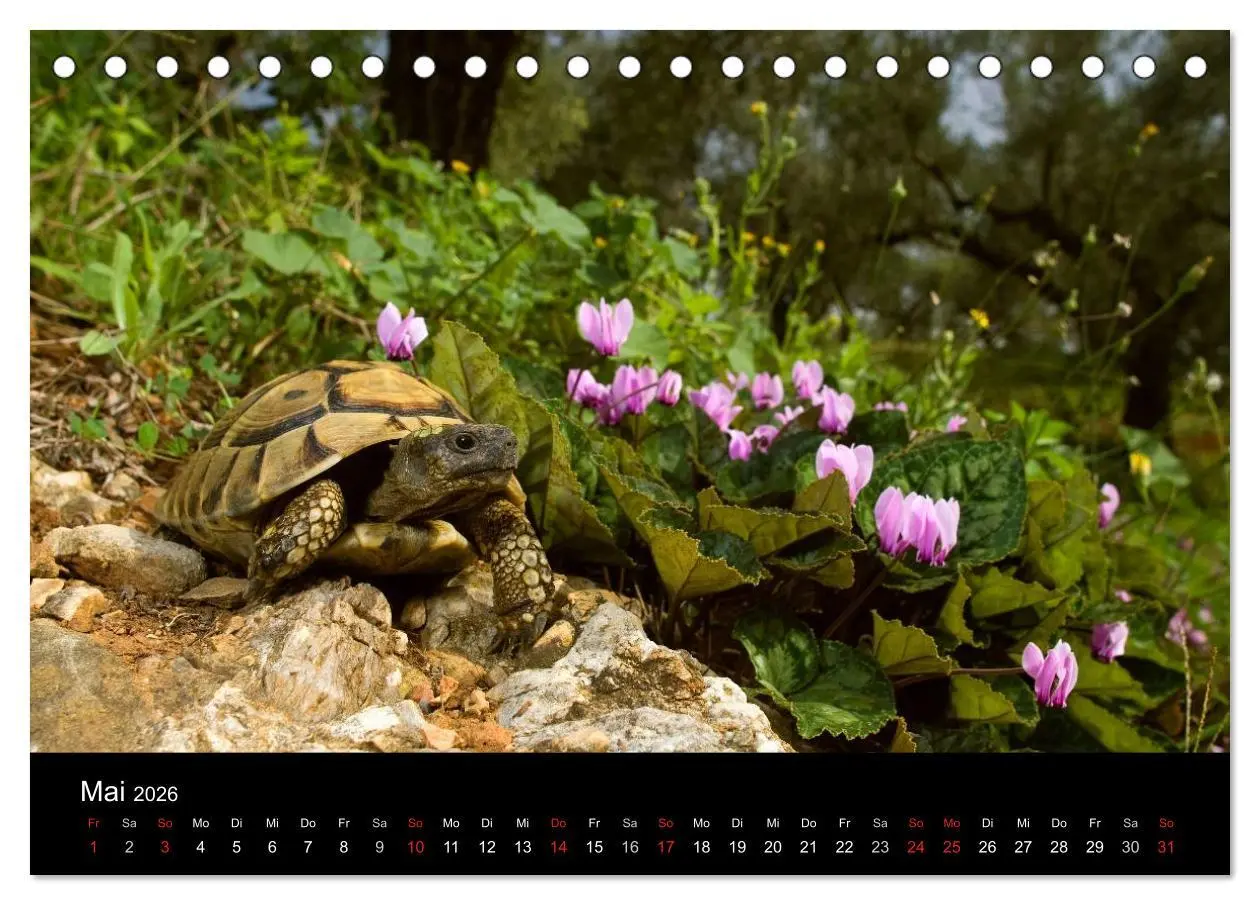 Bild: 9783516171273 | REPTILIEN (Tischkalender 2026 DIN A5 quer), CALVENDO Monatskalender