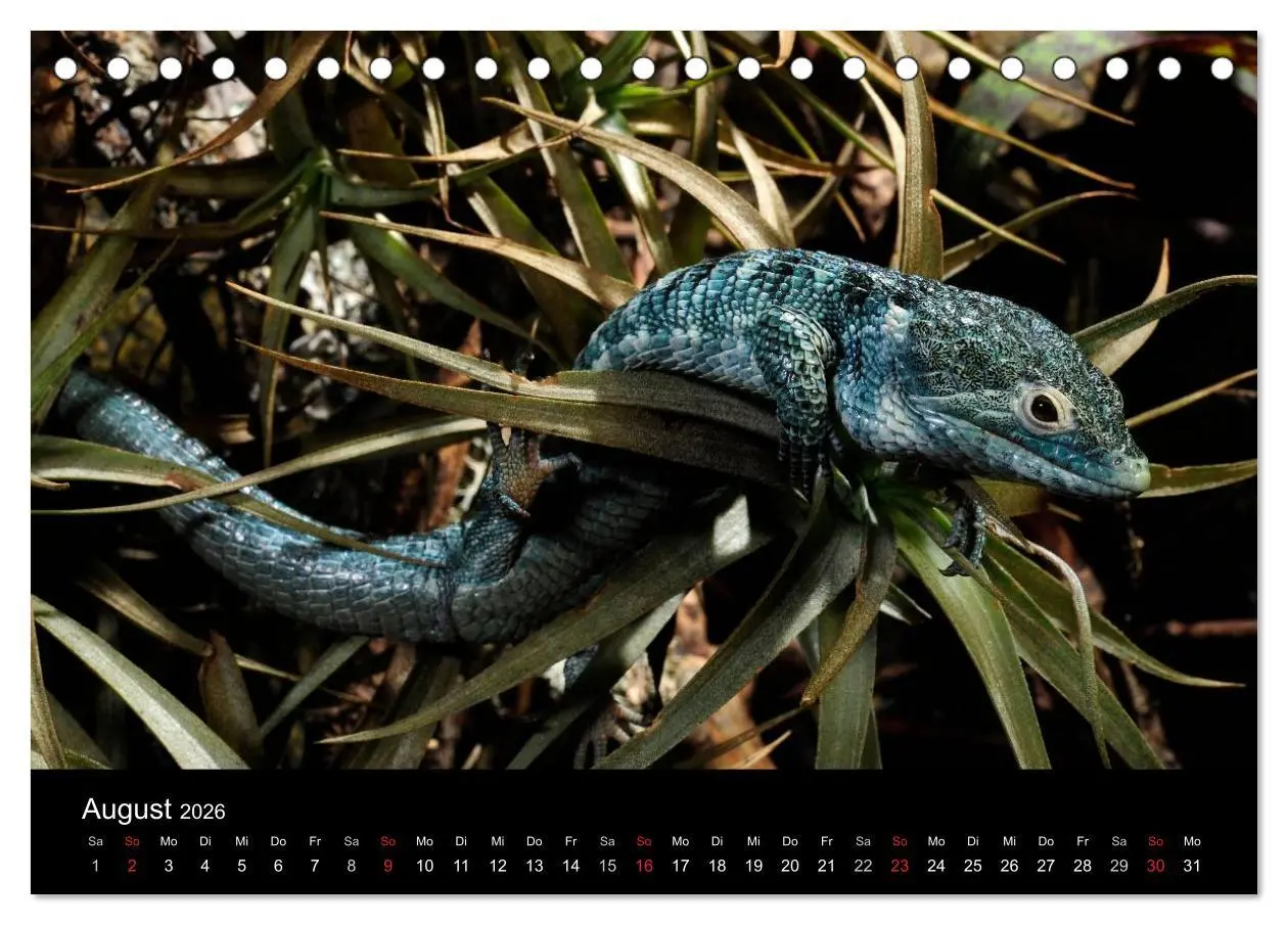 Bild: 9783516171273 | REPTILIEN (Tischkalender 2026 DIN A5 quer), CALVENDO Monatskalender