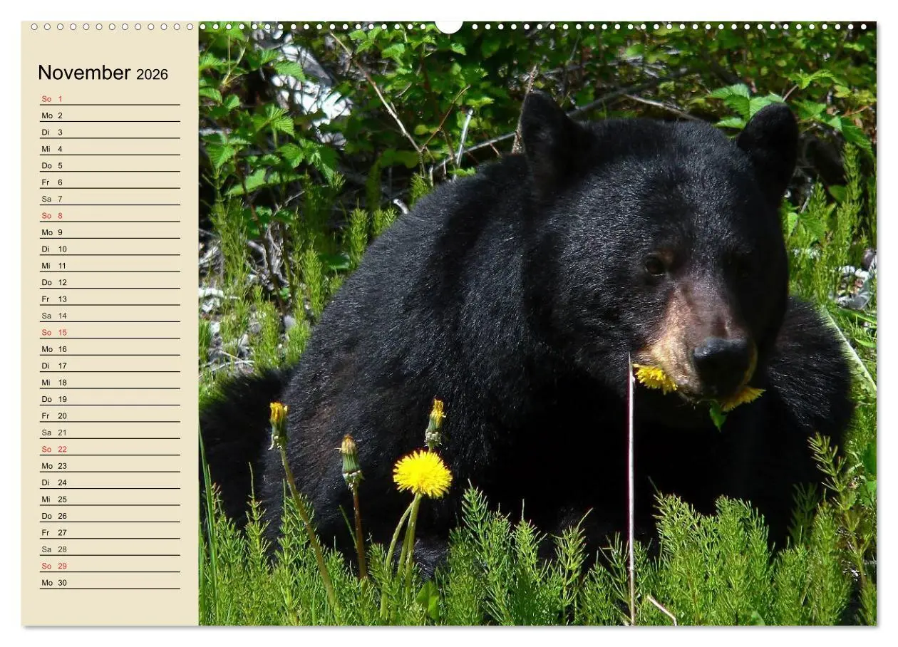 Bild: 9783457991473 | Bären (Wandkalender 2026 DIN A2 quer), CALVENDO Monatskalender | 2026