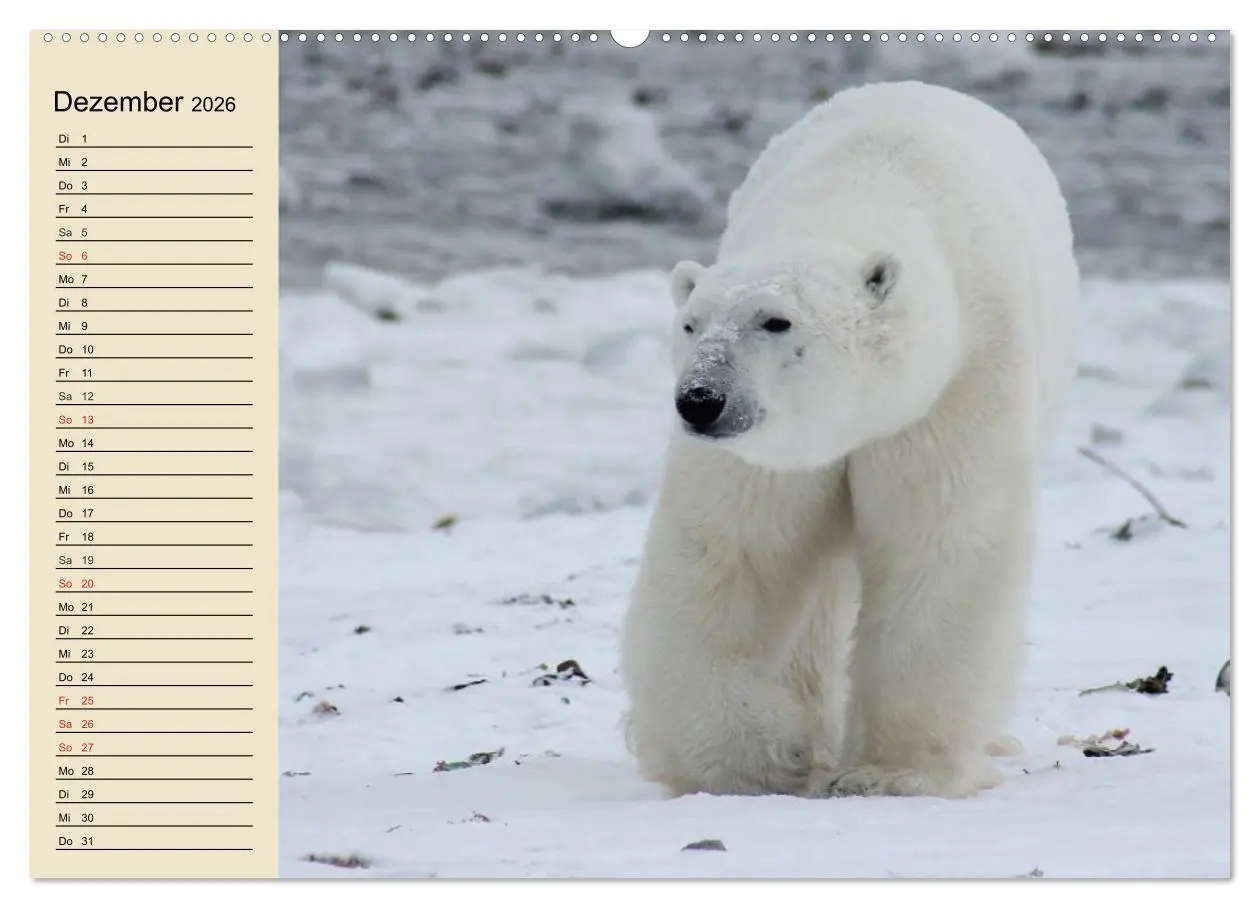 Bild: 9783457991473 | Bären (Wandkalender 2026 DIN A2 quer), CALVENDO Monatskalender | 2026