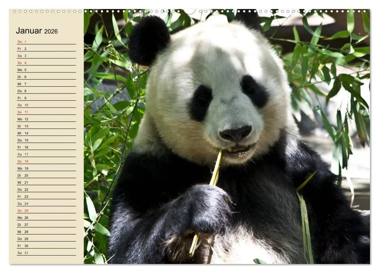 Bild: 9783457991473 | Bären (Wandkalender 2026 DIN A2 quer), CALVENDO Monatskalender | 2026