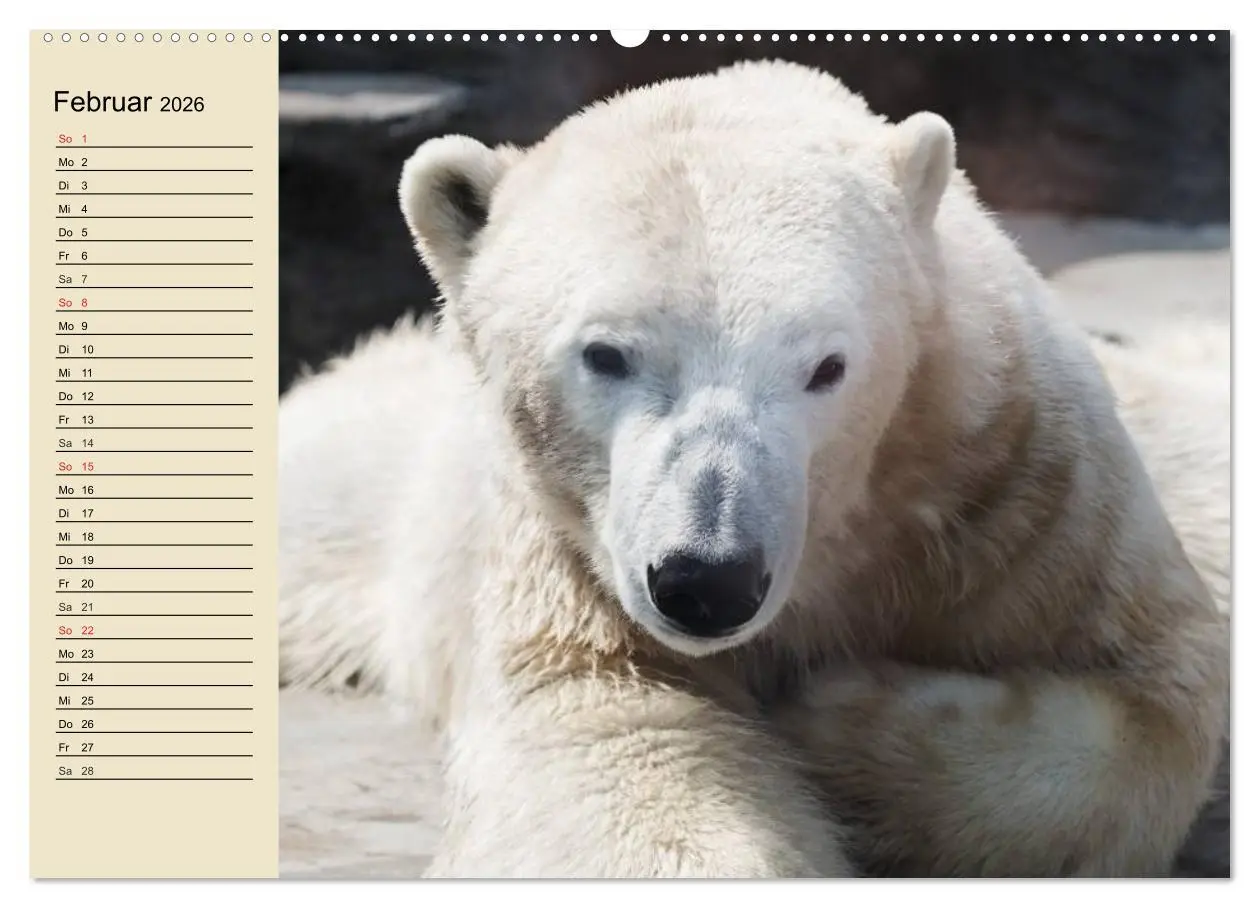 Bild: 9783457991473 | Bären (Wandkalender 2026 DIN A2 quer), CALVENDO Monatskalender | 2026