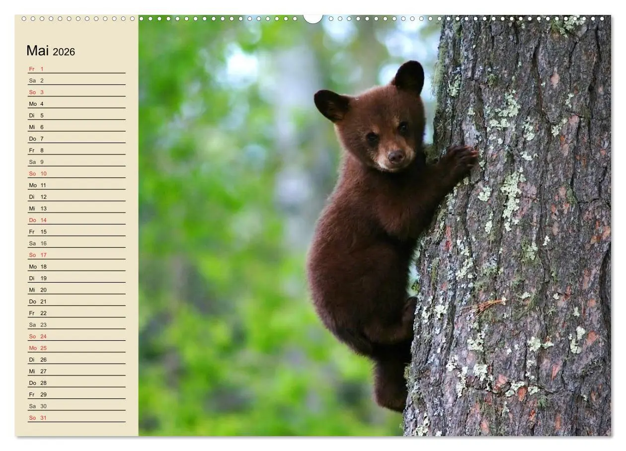 Bild: 9783457991473 | Bären (Wandkalender 2026 DIN A2 quer), CALVENDO Monatskalender | 2026