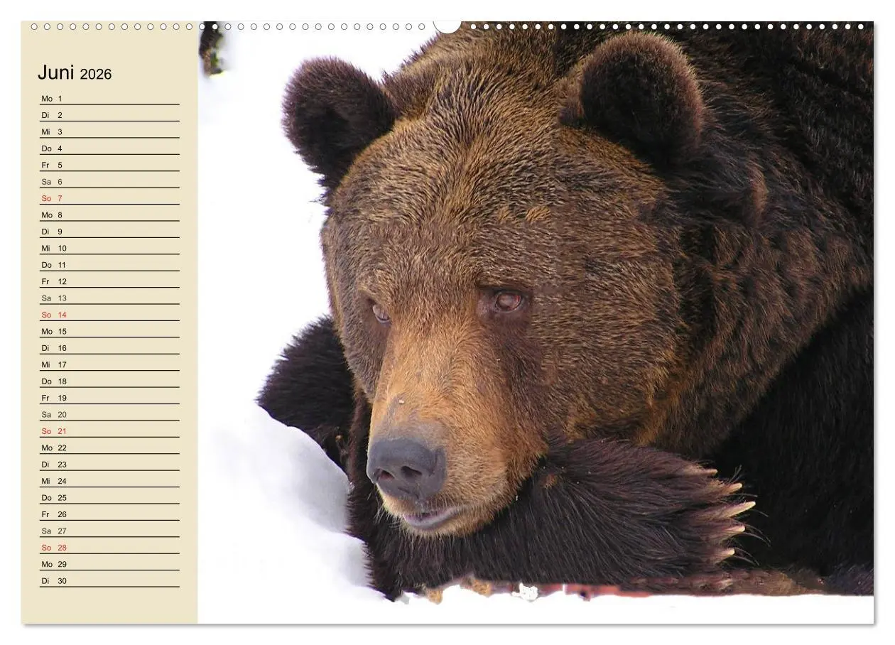 Bild: 9783457991473 | Bären (Wandkalender 2026 DIN A2 quer), CALVENDO Monatskalender | 2026