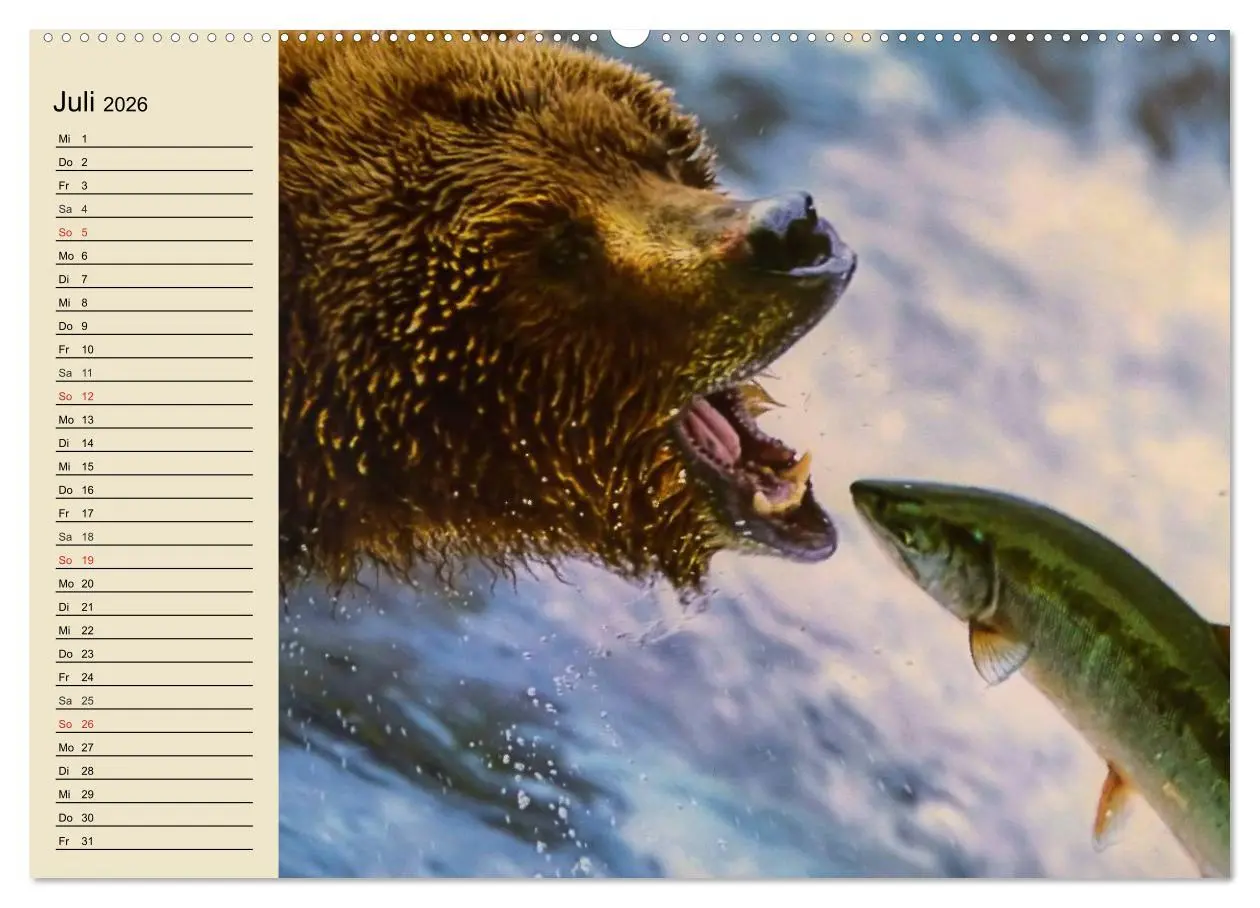 Bild: 9783457991473 | Bären (Wandkalender 2026 DIN A2 quer), CALVENDO Monatskalender | 2026