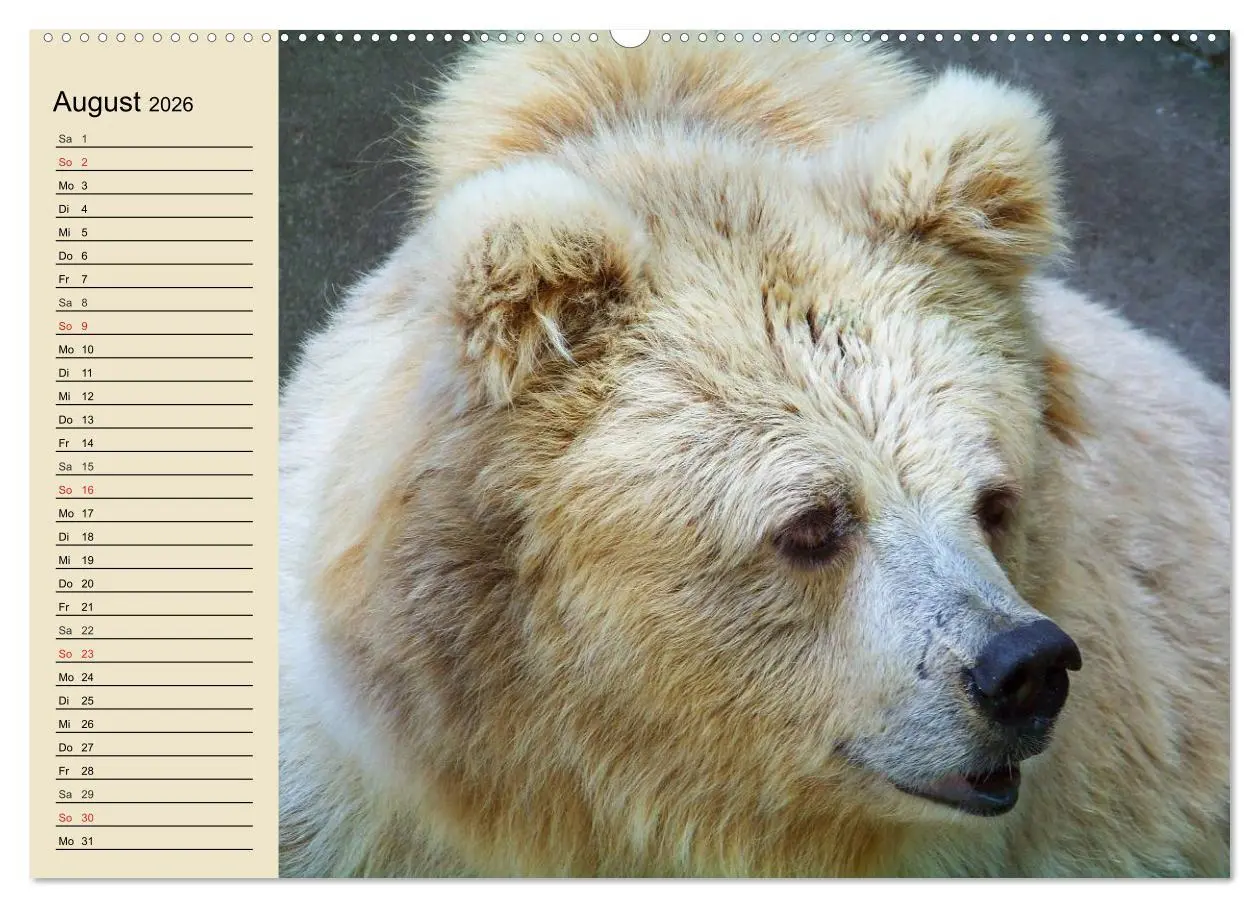 Bild: 9783457991473 | Bären (Wandkalender 2026 DIN A2 quer), CALVENDO Monatskalender | 2026