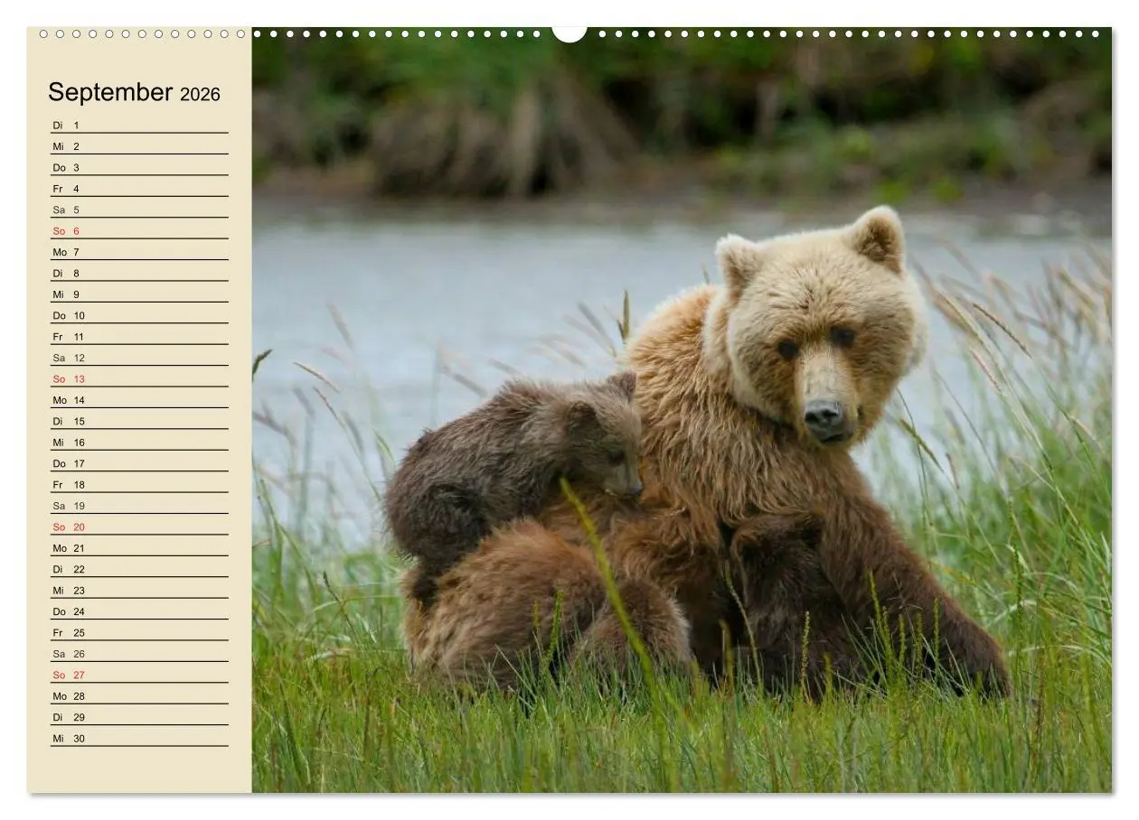Bild: 9783457991473 | Bären (Wandkalender 2026 DIN A2 quer), CALVENDO Monatskalender | 2026