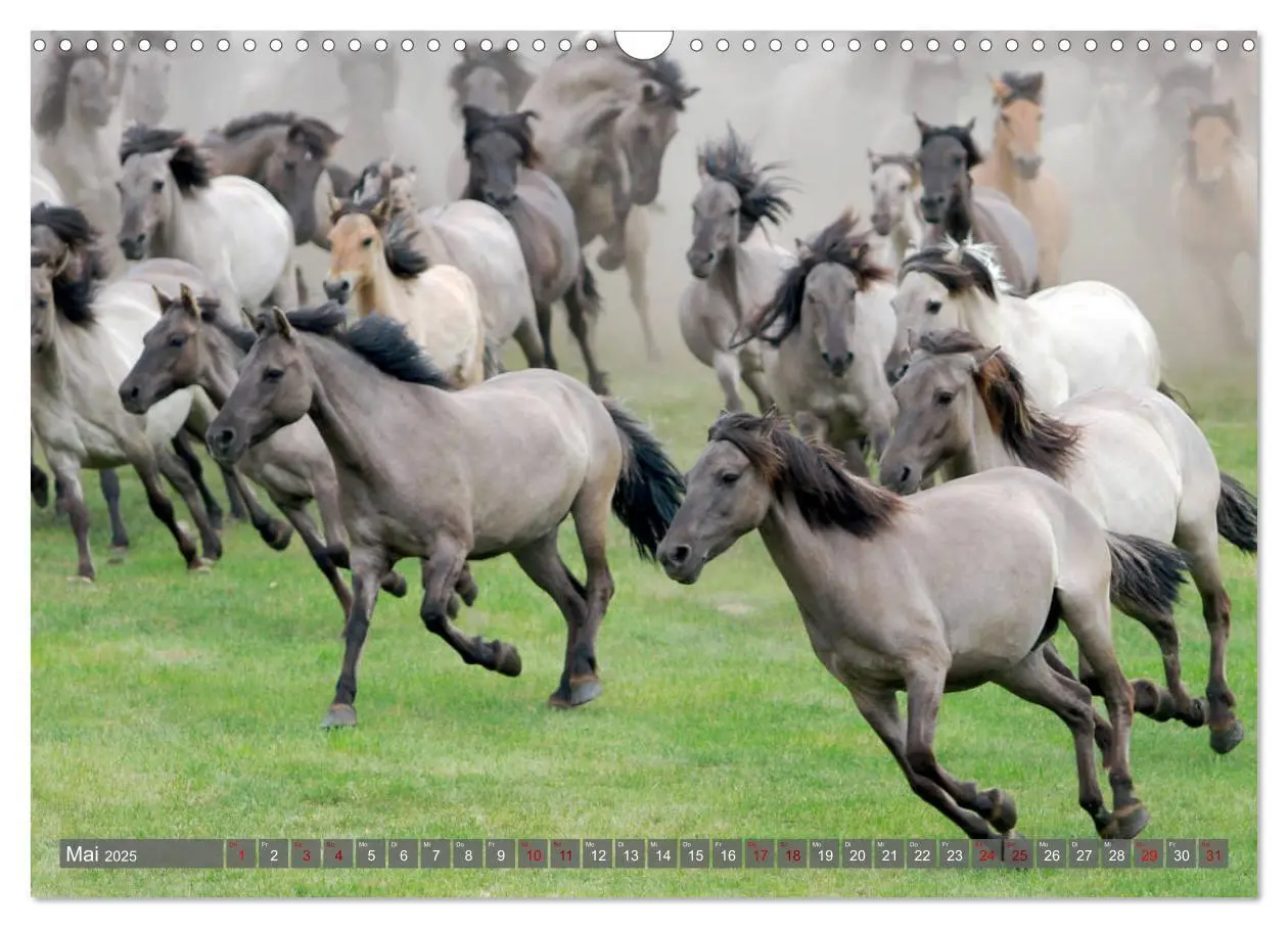 Bild: 9783435411573 | Dülmener Wildpferde - Wildpferde im Meerfelder Bruch (Wandkalender...