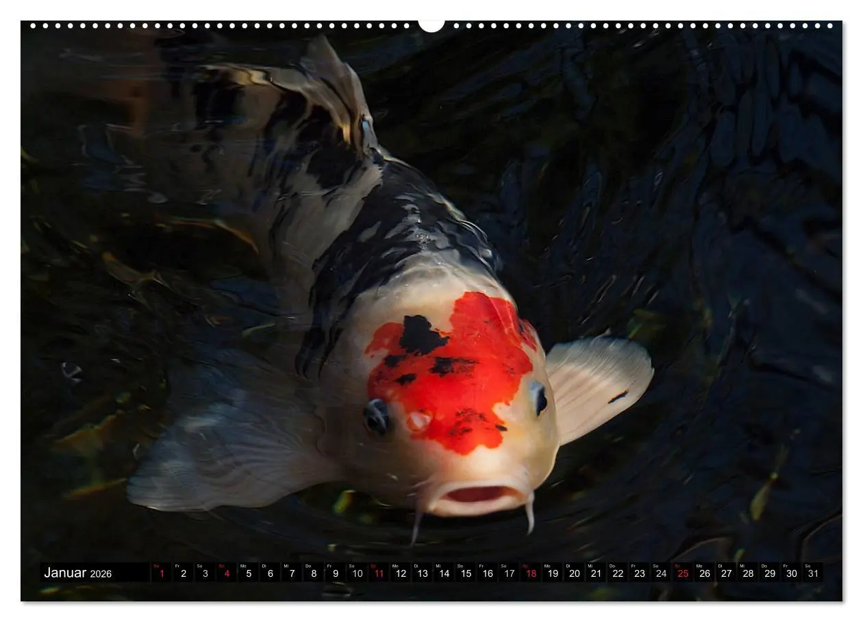 Bild: 9783516141573 | Nishikigoi oder Koi Karpfen (Wandkalender 2026 DIN A2 quer),...