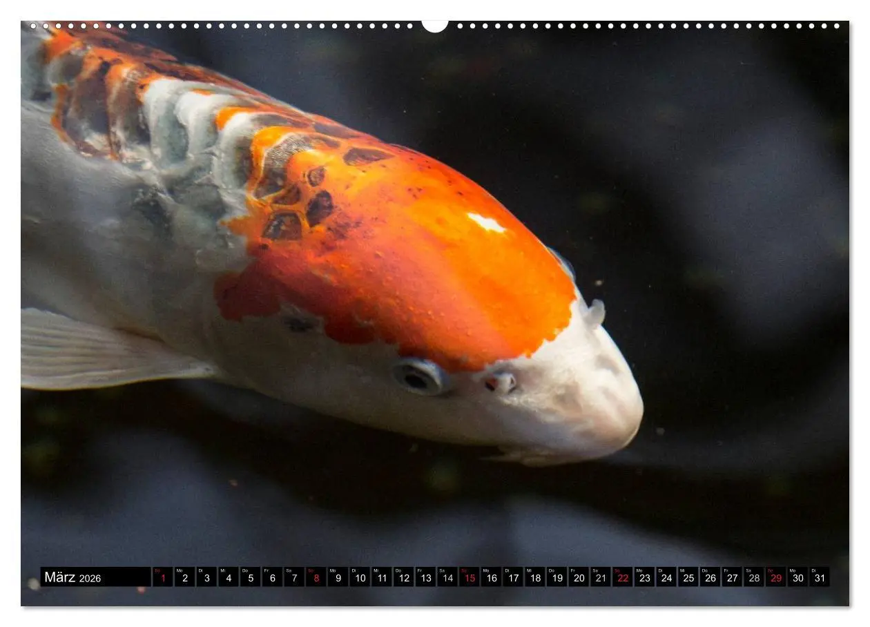 Bild: 9783516141573 | Nishikigoi oder Koi Karpfen (Wandkalender 2026 DIN A2 quer),...