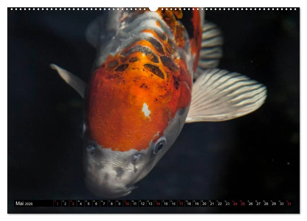 Bild: 9783516141573 | Nishikigoi oder Koi Karpfen (Wandkalender 2026 DIN A2 quer),...
