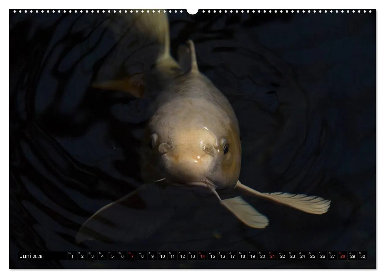 Bild: 9783516141573 | Nishikigoi oder Koi Karpfen (Wandkalender 2026 DIN A2 quer),...