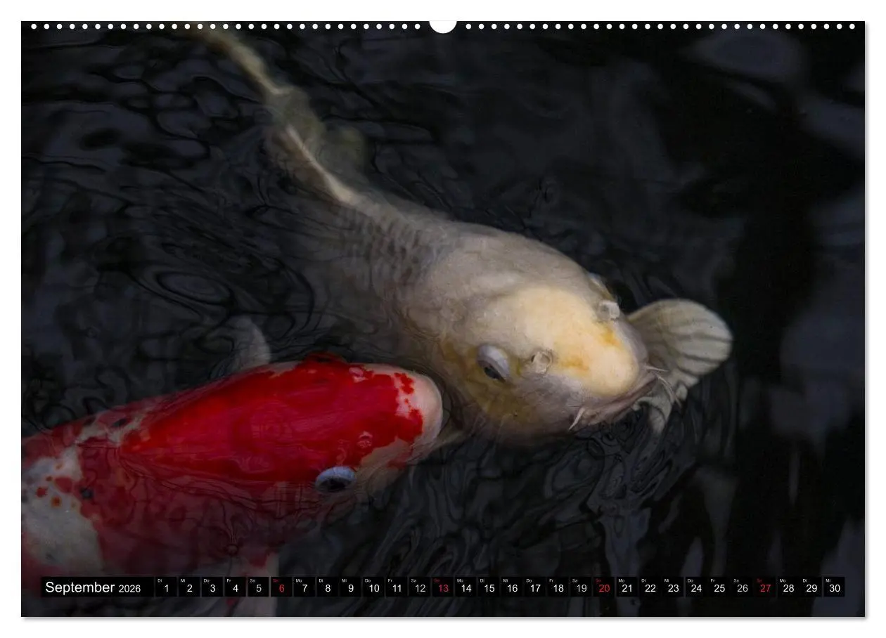 Bild: 9783516141573 | Nishikigoi oder Koi Karpfen (Wandkalender 2026 DIN A2 quer),...