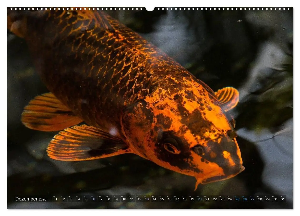 Bild: 9783516141573 | Nishikigoi oder Koi Karpfen (Wandkalender 2026 DIN A2 quer),...