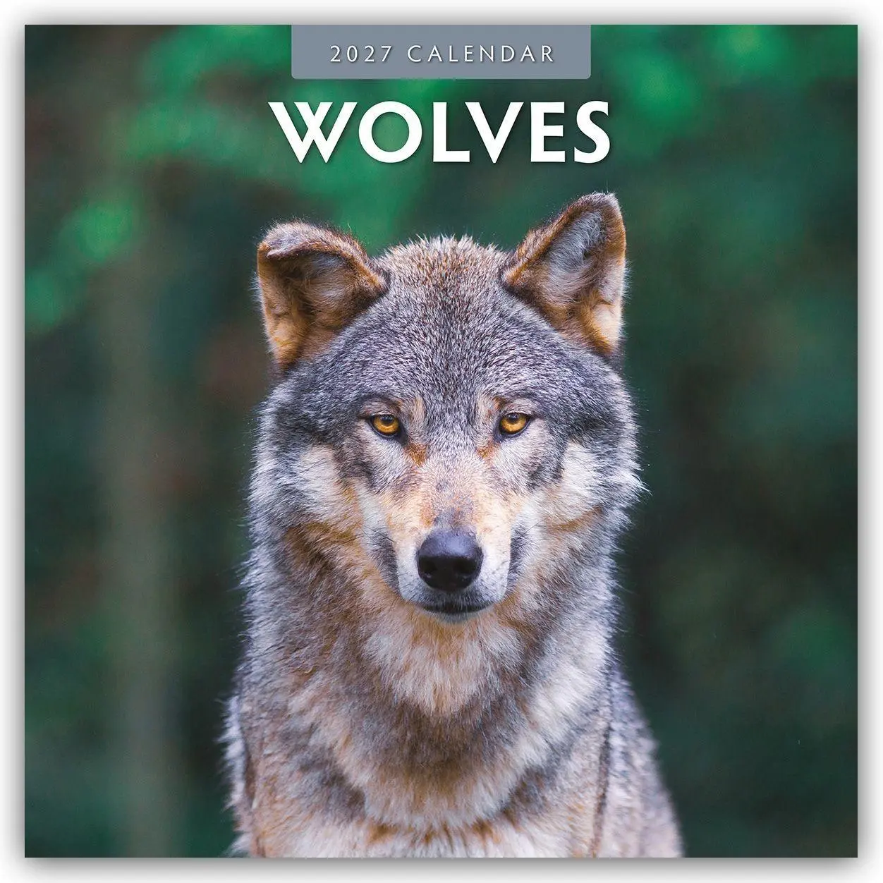 Cover: 9781837011773 | Wolves - Wölfe 2027 - 16-Monatskalender | Robin Red | Kalender | 28 S.