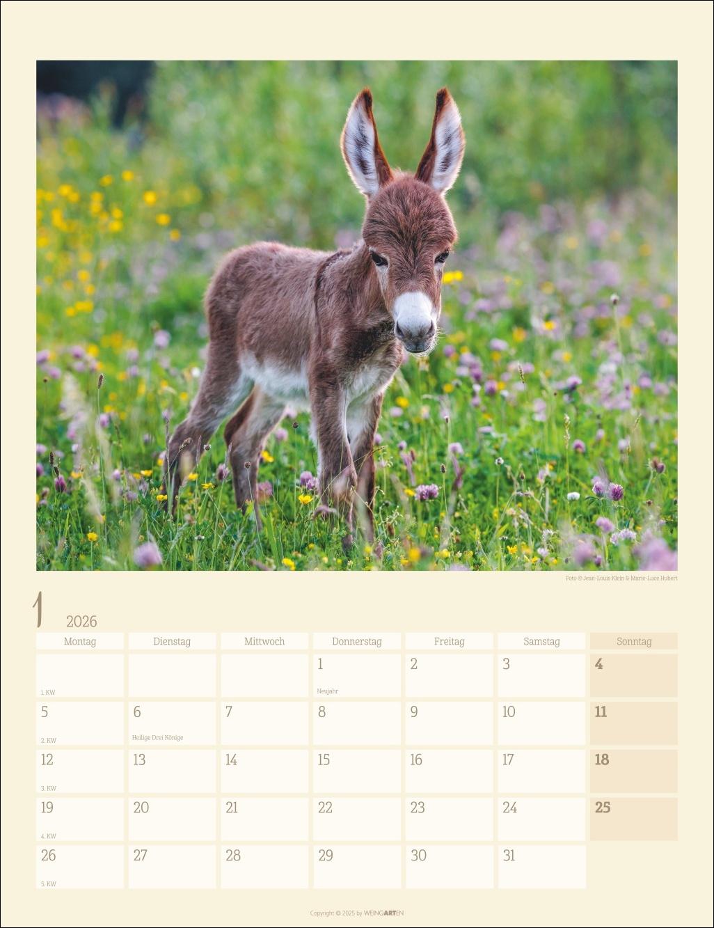 Bild: 9783839902073 | Esel Kalender 2026 | Marie-Luce Hubert | Kalender | Spiralbindung