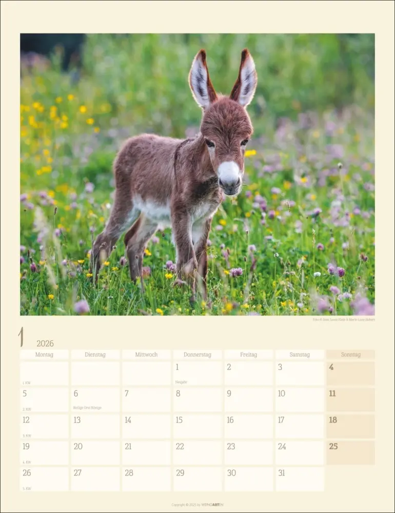 Bild: 9783839902073 | Esel Kalender 2026 | Marie-Luce Hubert (u. a.) | Kalender | Deutsch