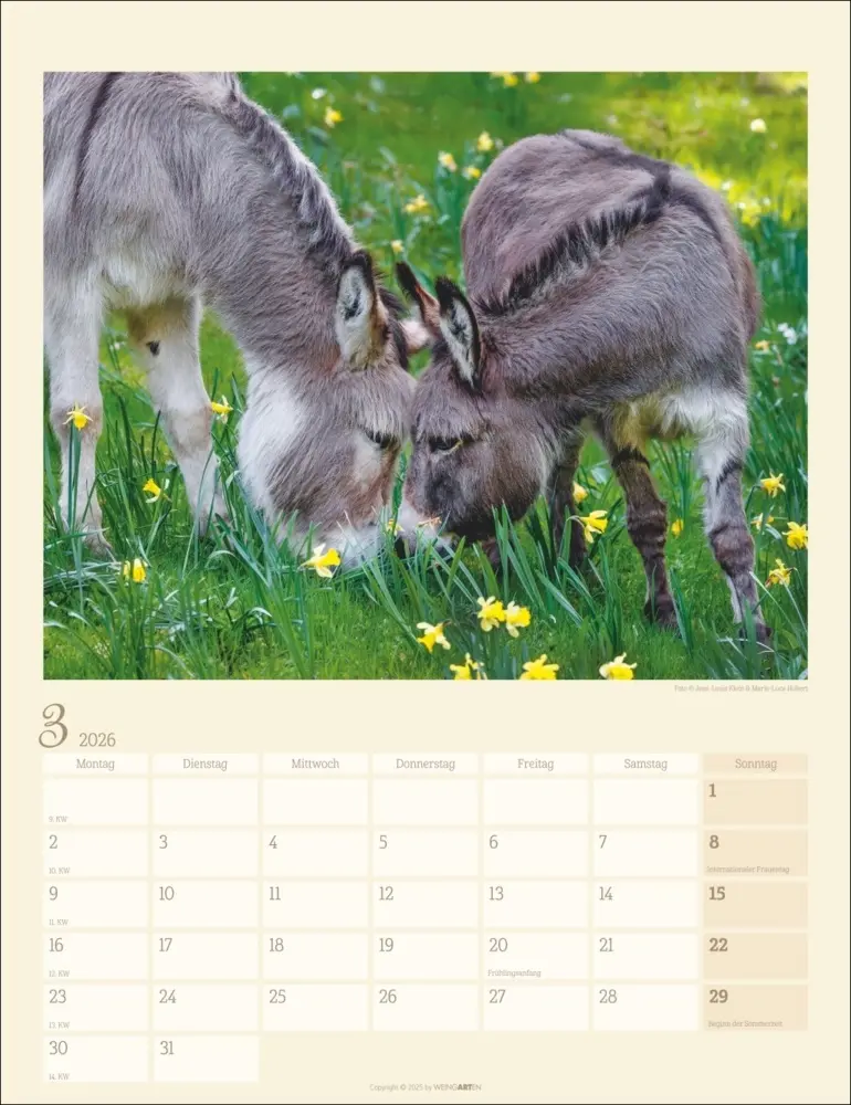 Bild: 9783839902073 | Esel Kalender 2026 | Marie-Luce Hubert (u. a.) | Kalender | Deutsch