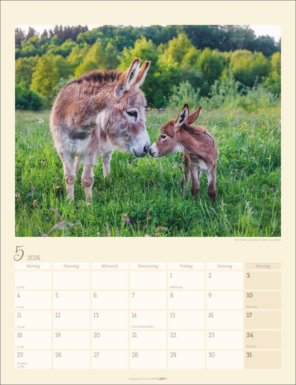 Bild: 9783839902073 | Esel Kalender 2026 | Marie-Luce Hubert | Kalender | Spiralbindung