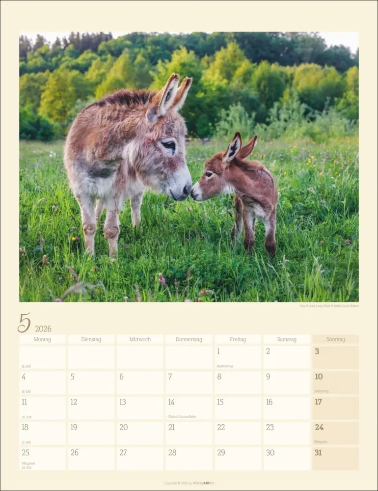 Bild: 9783839902073 | Esel Kalender 2026 | Marie-Luce Hubert (u. a.) | Kalender | Deutsch