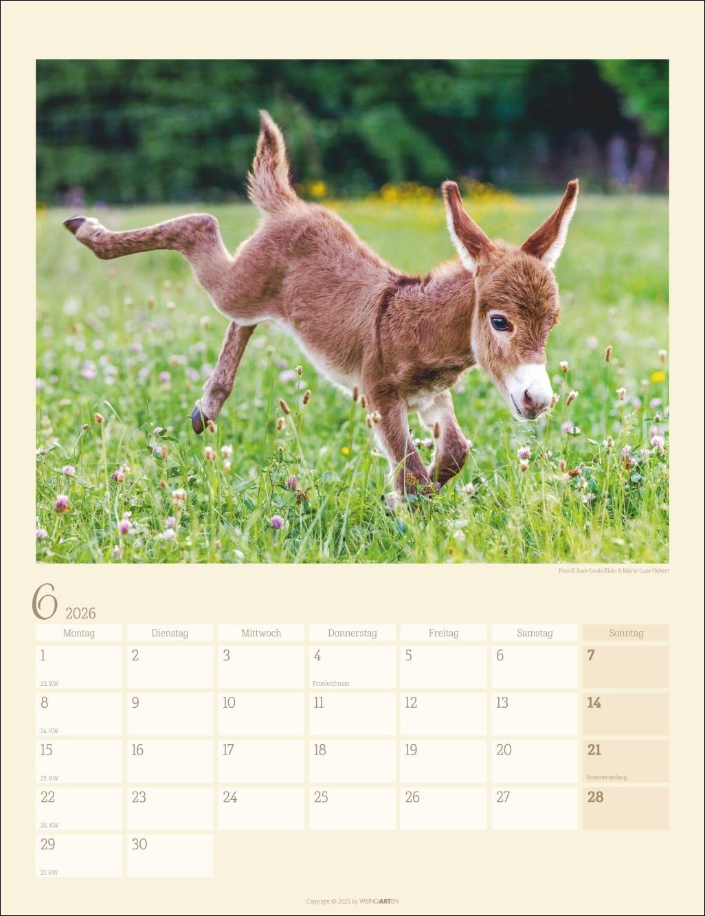 Bild: 9783839902073 | Esel Kalender 2026 | Marie-Luce Hubert | Kalender | Spiralbindung