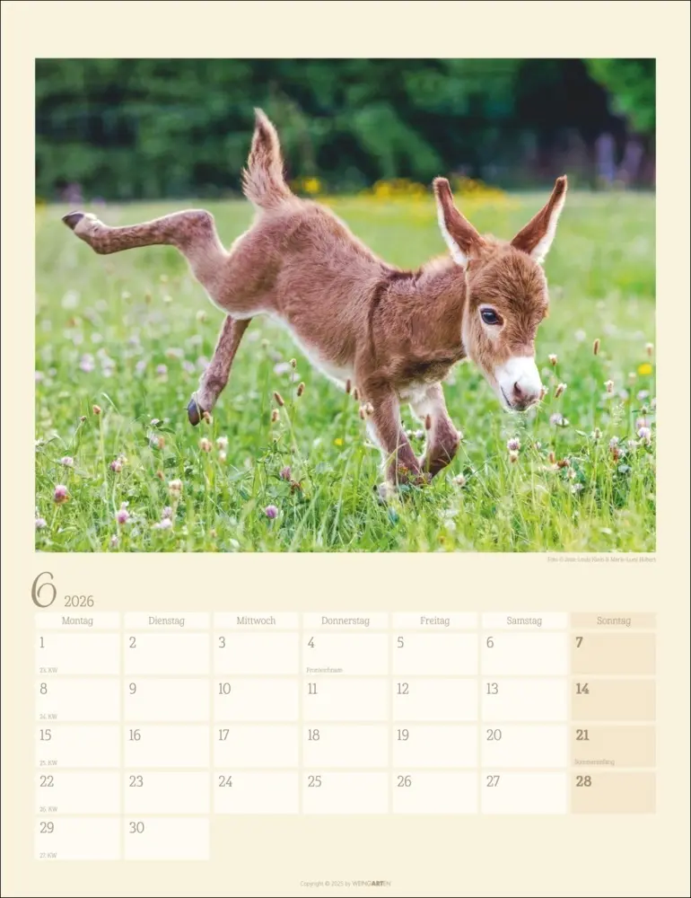 Bild: 9783839902073 | Esel Kalender 2026 | Marie-Luce Hubert (u. a.) | Kalender | Deutsch
