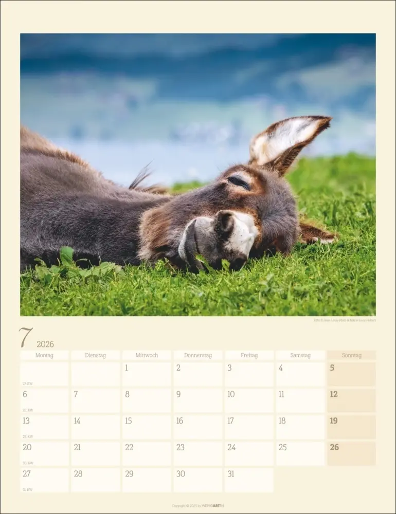 Bild: 9783839902073 | Esel Kalender 2026 | Marie-Luce Hubert (u. a.) | Kalender | Deutsch