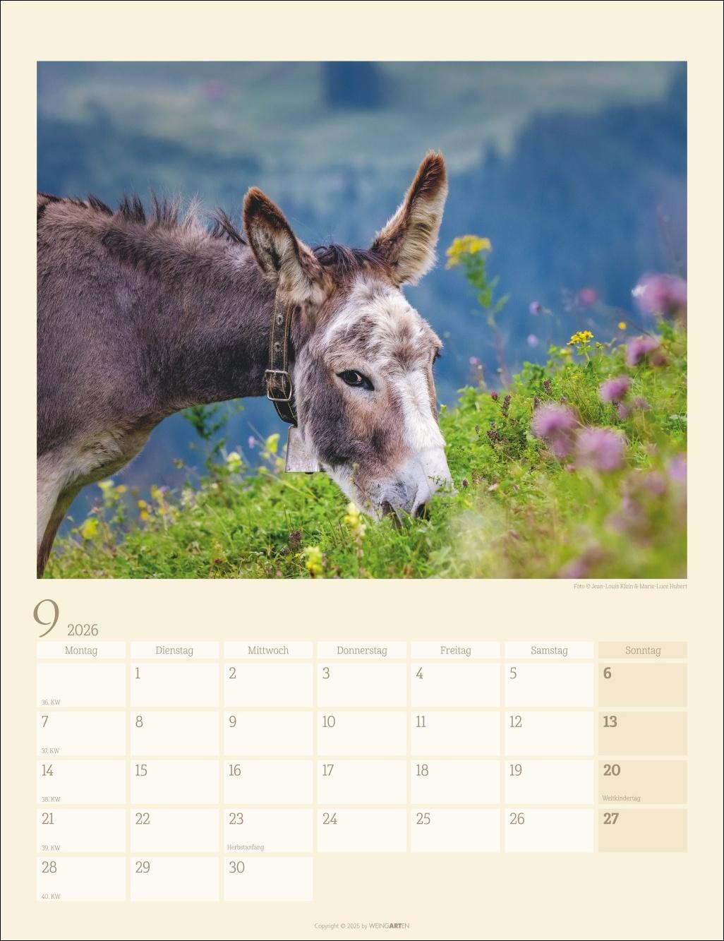 Bild: 9783839902073 | Esel Kalender 2026 | Marie-Luce Hubert | Kalender | Spiralbindung