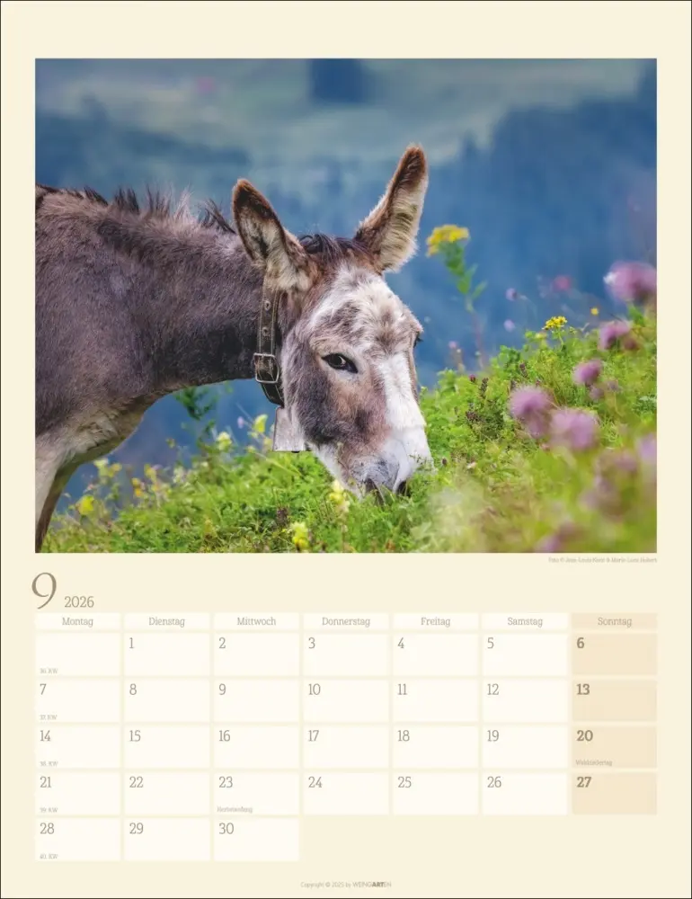 Bild: 9783839902073 | Esel Kalender 2026 | Marie-Luce Hubert (u. a.) | Kalender | Deutsch