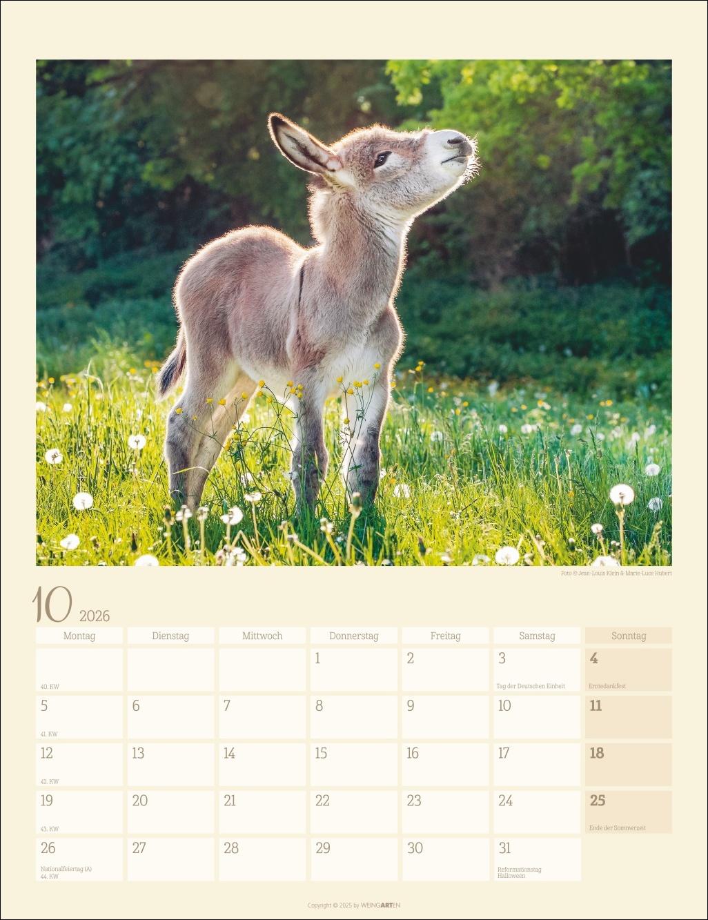 Bild: 9783839902073 | Esel Kalender 2026 | Marie-Luce Hubert | Kalender | Spiralbindung