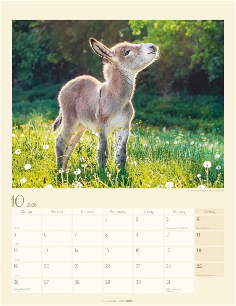 Bild: 9783839902073 | Esel Kalender 2026 | Marie-Luce Hubert (u. a.) | Kalender | Deutsch