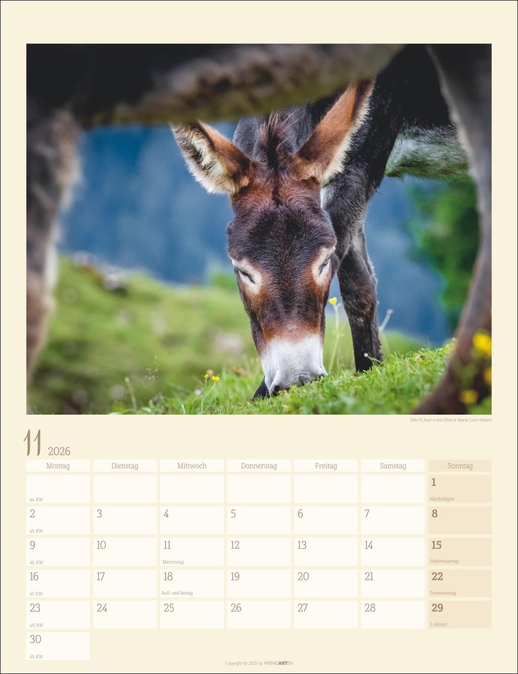 Bild: 9783839902073 | Esel Kalender 2026 | Marie-Luce Hubert | Kalender | Spiralbindung