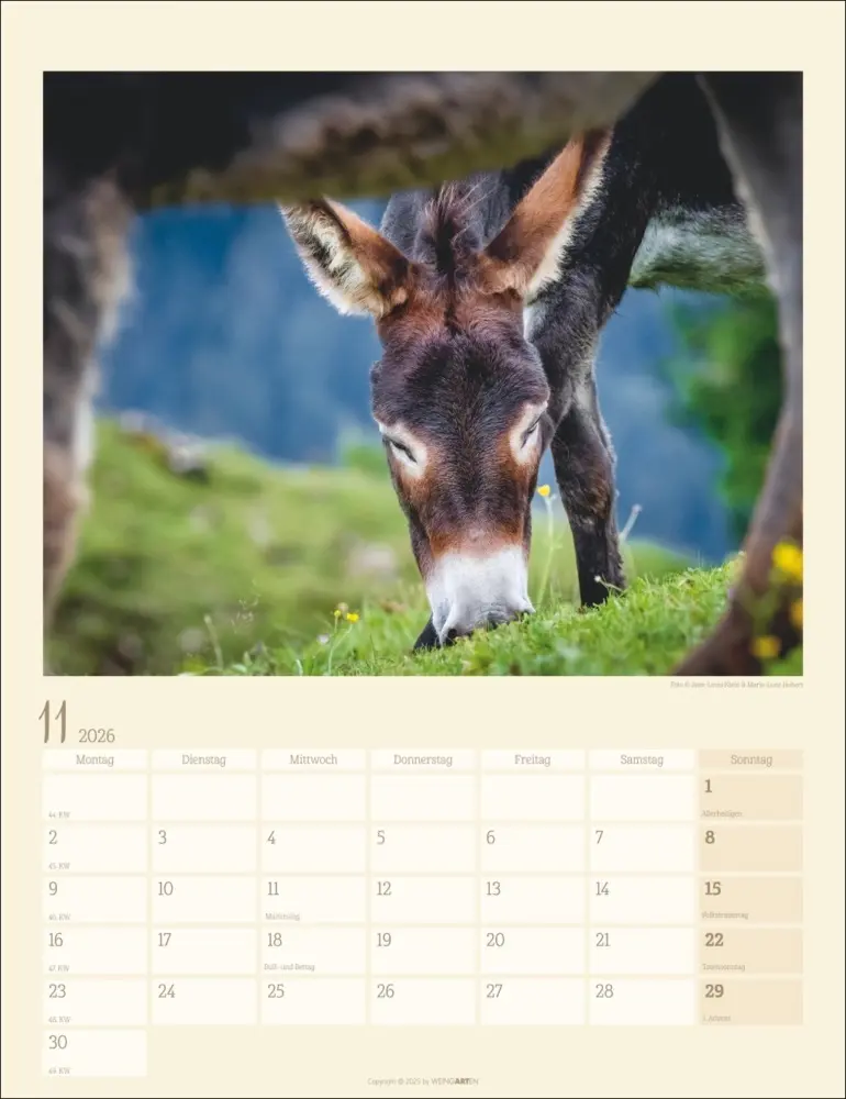 Bild: 9783839902073 | Esel Kalender 2026 | Marie-Luce Hubert (u. a.) | Kalender | Deutsch