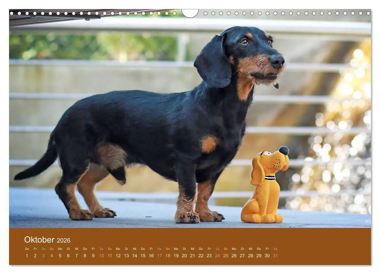 Bild: 9783457822173 | Der Dackel (Wandkalender 2026 DIN A3 quer), CALVENDO Monatskalender