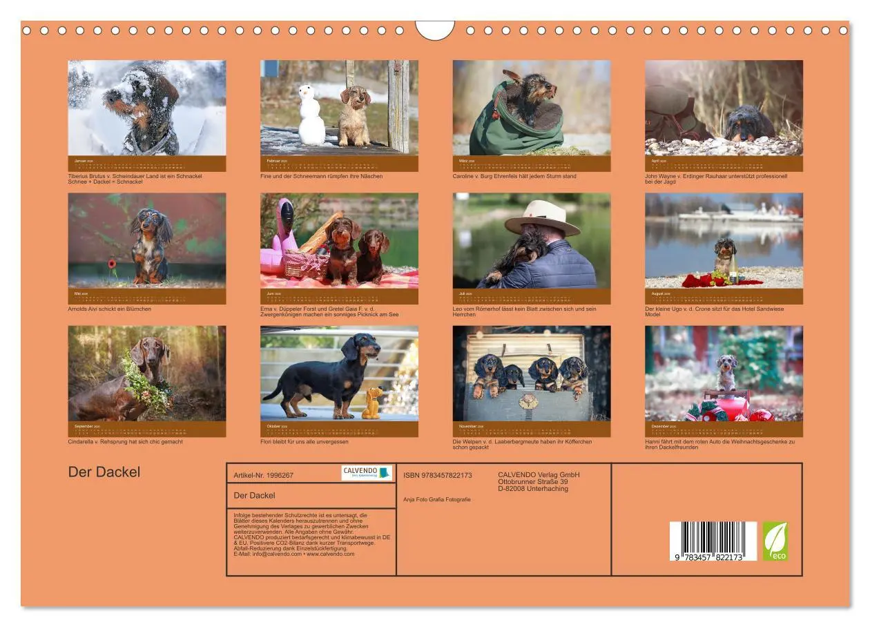 Bild: 9783457822173 | Der Dackel (Wandkalender 2026 DIN A3 quer), CALVENDO Monatskalender