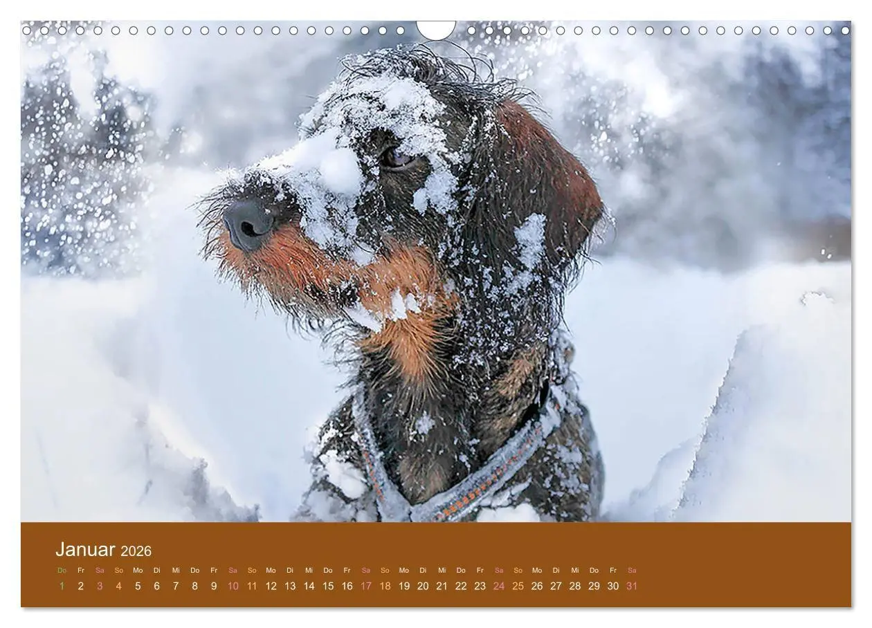 Bild: 9783457822173 | Der Dackel (Wandkalender 2026 DIN A3 quer), CALVENDO Monatskalender