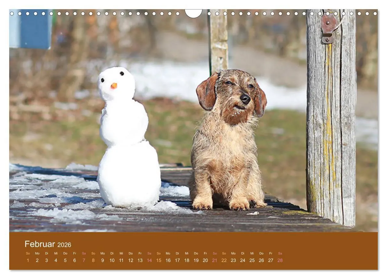 Bild: 9783457822173 | Der Dackel (Wandkalender 2026 DIN A3 quer), CALVENDO Monatskalender