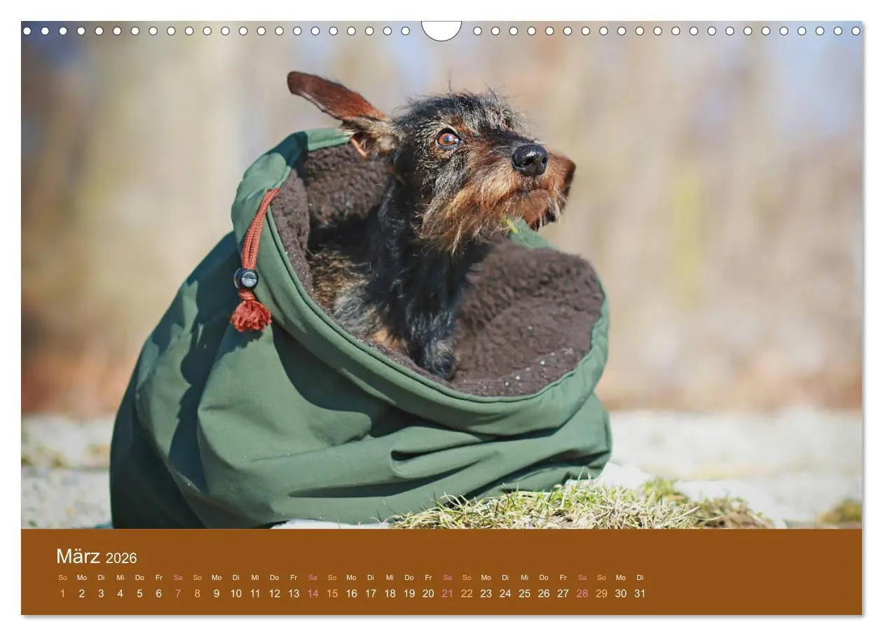 Bild: 9783457822173 | Der Dackel (Wandkalender 2026 DIN A3 quer), CALVENDO Monatskalender