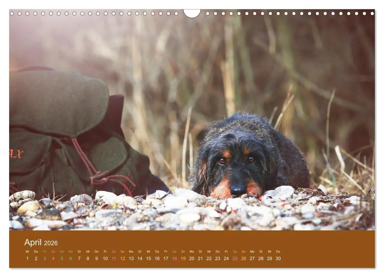 Bild: 9783457822173 | Der Dackel (Wandkalender 2026 DIN A3 quer), CALVENDO Monatskalender