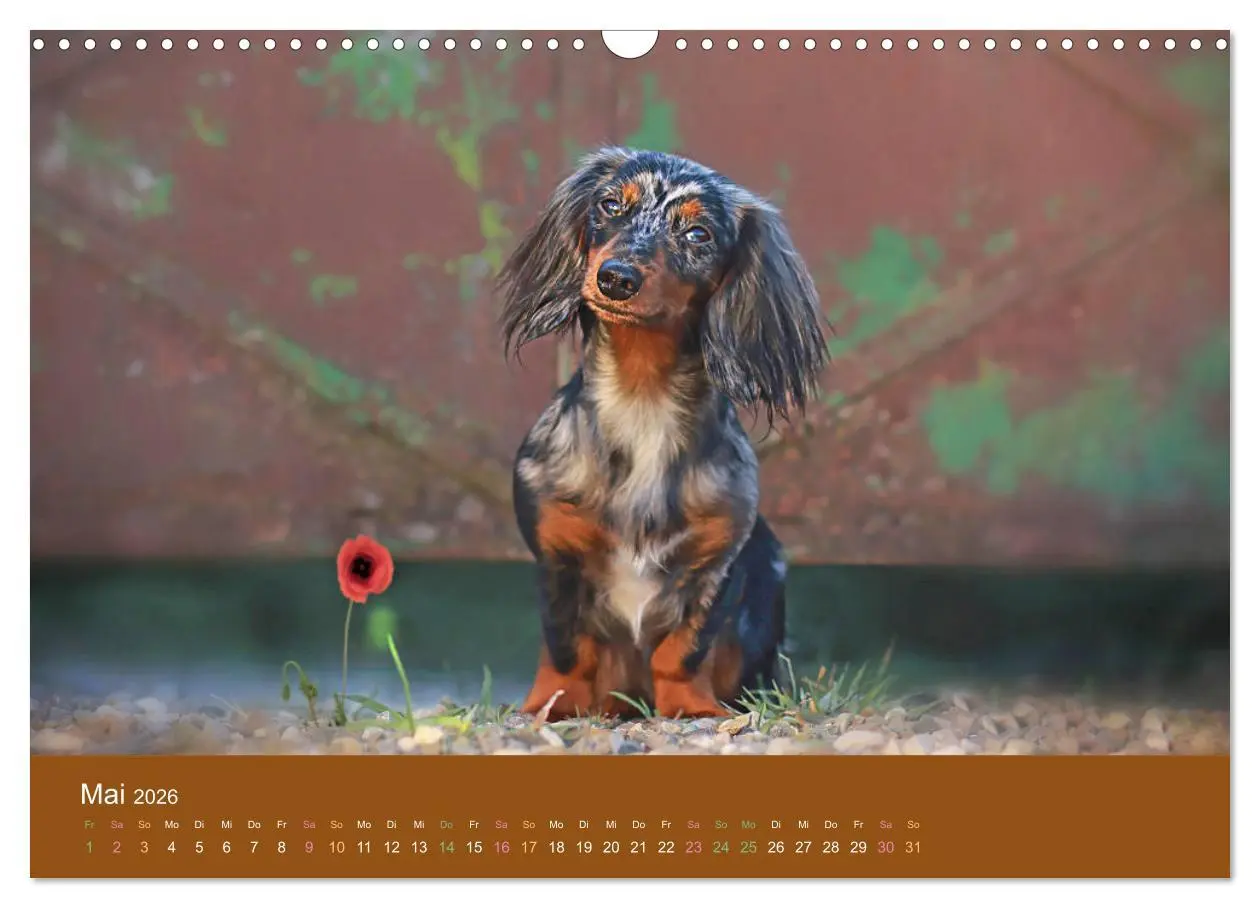 Bild: 9783457822173 | Der Dackel (Wandkalender 2026 DIN A3 quer), CALVENDO Monatskalender