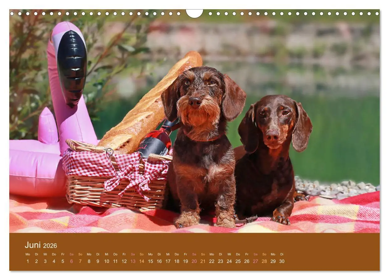 Bild: 9783457822173 | Der Dackel (Wandkalender 2026 DIN A3 quer), CALVENDO Monatskalender