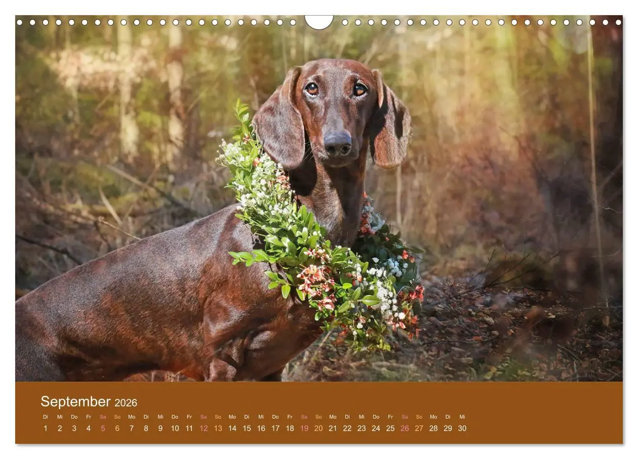 Bild: 9783457822173 | Der Dackel (Wandkalender 2026 DIN A3 quer), CALVENDO Monatskalender